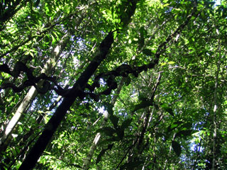 ダブルクリックで拡大